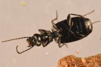 Microlestes minutulus