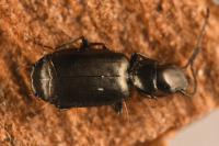 Microlestes minutulus