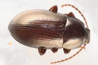 Nalassus laevioctostriatus