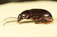 Nalassus laevioctostriatus