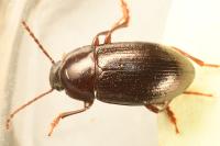 Nalassus laevioctostriatus