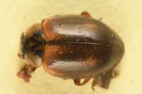 Aphidecta obliterata