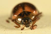 Aphidecta obliterata