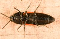 Ampedus rufipennis