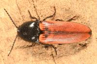 Ampedus rufipennis