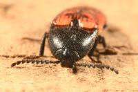 Ampedus rufipennis