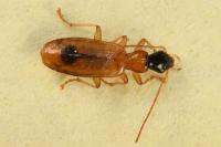 Demetrias monostigma