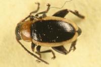 Longitarsus dorsalis