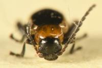 Longitarsus dorsalis