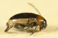Longitarsus dorsalis