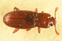 Cerylon ferrugineum