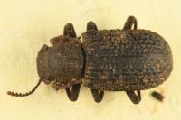 Bolitophagus reticulatus