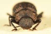 Bolitophagus reticulatus