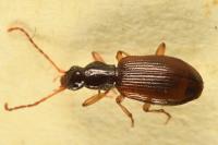 Oxypselaphus obscurus