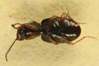 Bembidion assimile