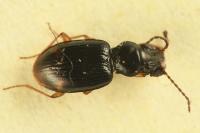 Bembidion assimile