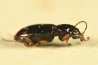 Bembidion assimile