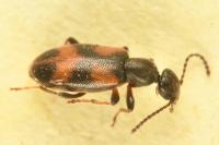 Anthicus antherinus