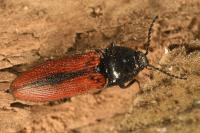Ampedus sanguinolentus