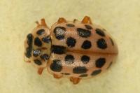 Anisosticta novemdecimpunctata