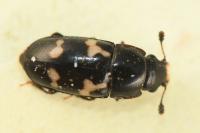 Glischrochilus quadriguttatus