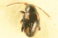 Phyllotreta exclamationis