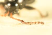 Phyllotreta exclamationis