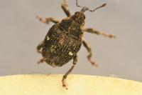 Nedyus quadrimaculatus