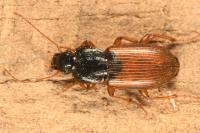 Parophonus mendax