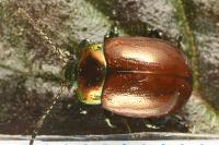 Chrysolina polita