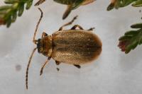 Lochmaea suturalis