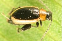 Longitarsus dorsalis