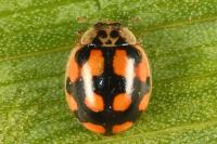 Adalia decempunctata