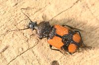 Panagaeus cruxmajor