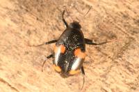 Scaphidium quadrimaculatum