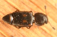 Carpophilus sexpustulatus