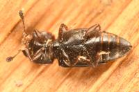 Carpophilus sexpustulatus