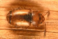 Kateretes pedicularius