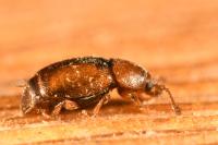 Kateretes pedicularius