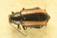 Phyllotreta vittula