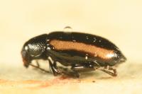 Phyllotreta vittula