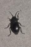 Stenomax aeneus