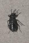 Stenomax aeneus