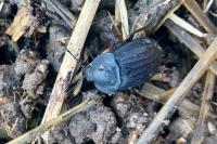 Silpha tristis