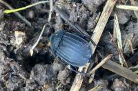 Silpha tristis