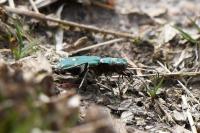 Cicindela campestris