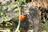 Coccinella septempunctata