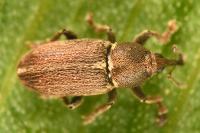 Tychius cuprifer