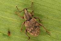 Otiorhynchus veterator