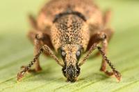 Otiorhynchus veterator